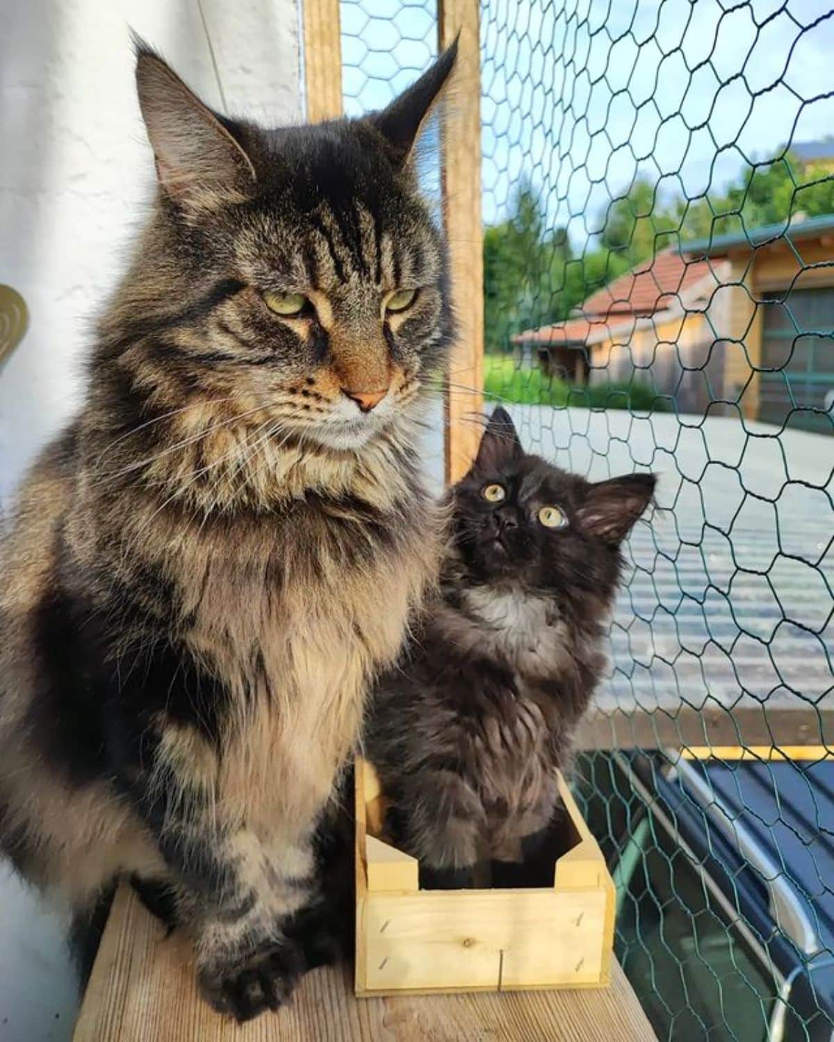 An adult tabby maine coon and a black maine coon kitten sitting next to each other.