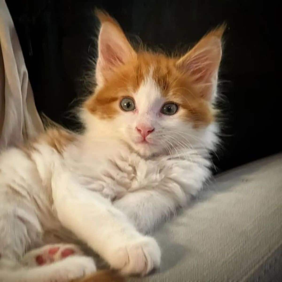 A cute fluffy maine coon kitten lying on a couch.