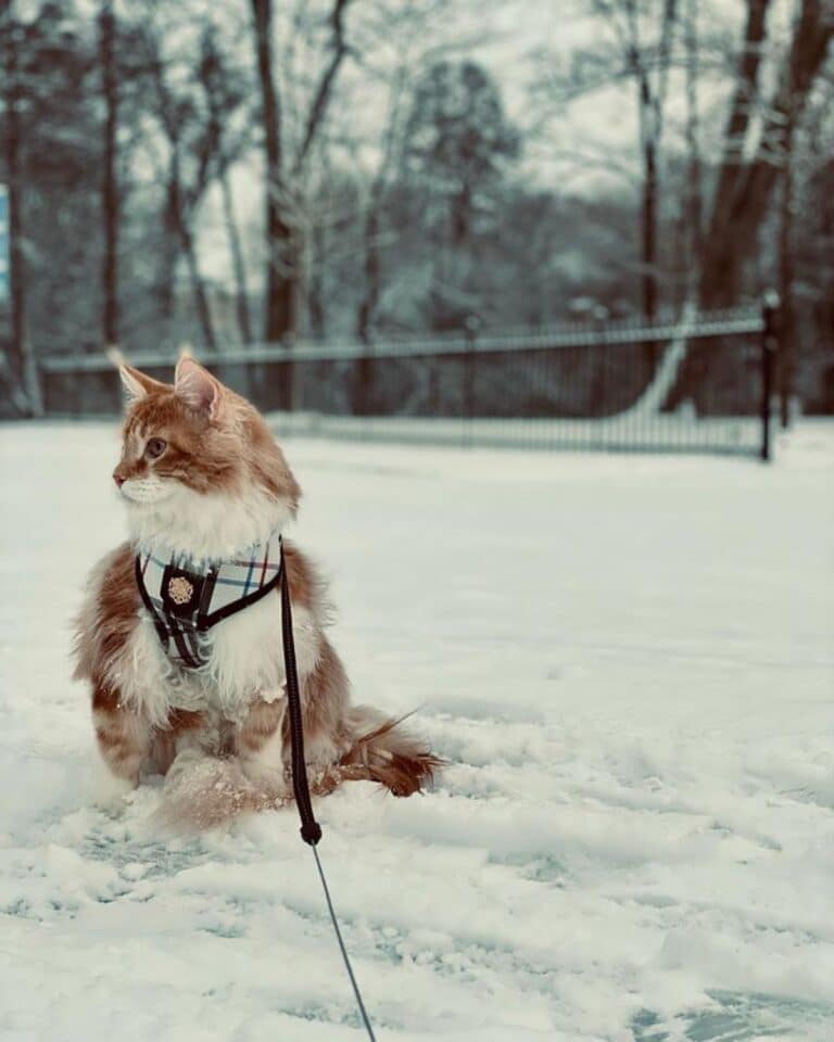 17 Photos of Maine Coons Who Love Snow (Cuteness Alert)