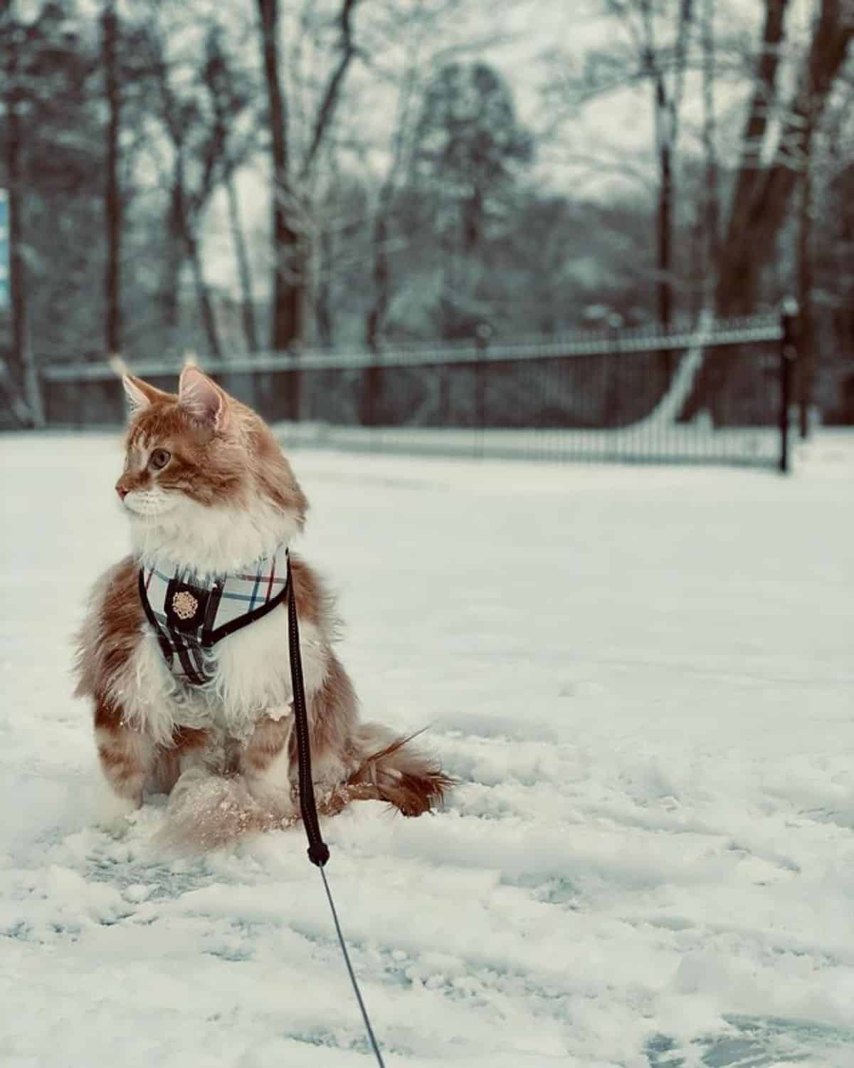 A white-cream maine coon on a leash sitting on the snow.