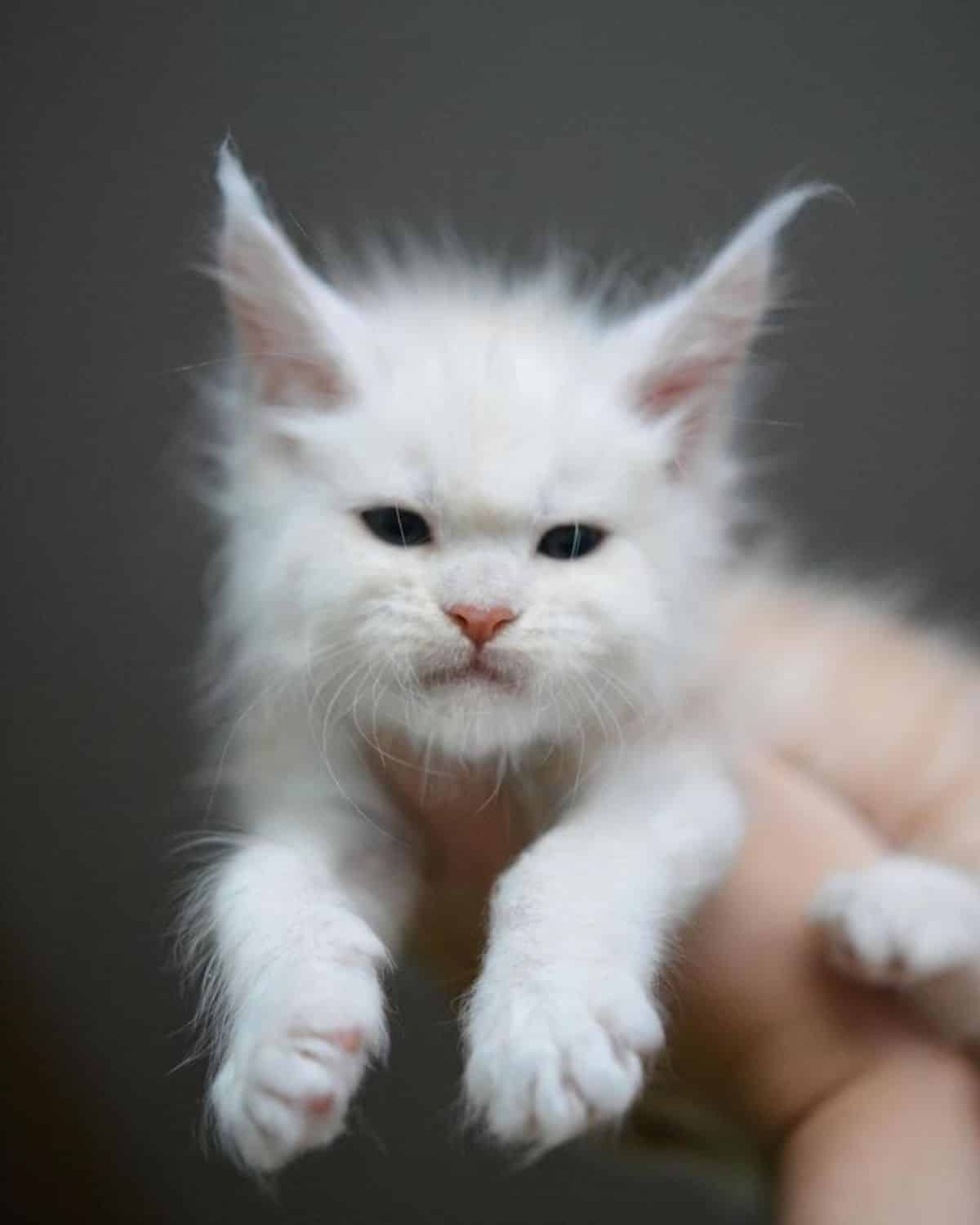 A hand holding a fuzzy white maine coon kitten.