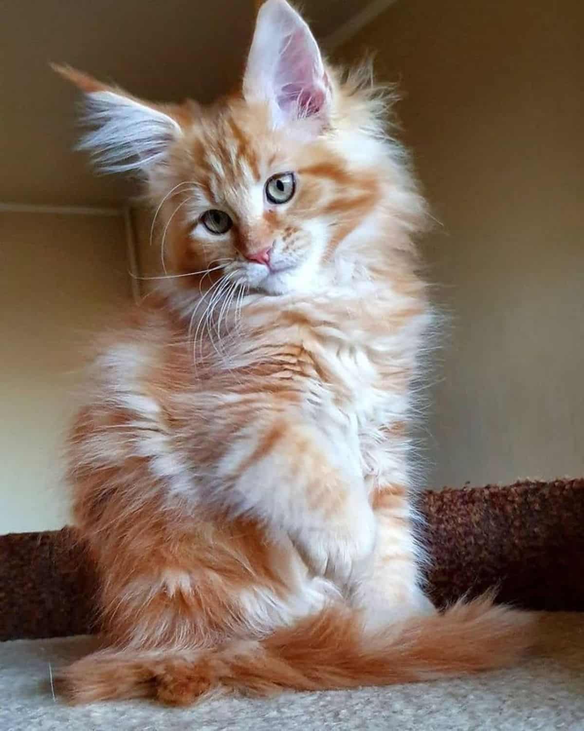 A fluffy ginger maine coon sitting on a cat bed.