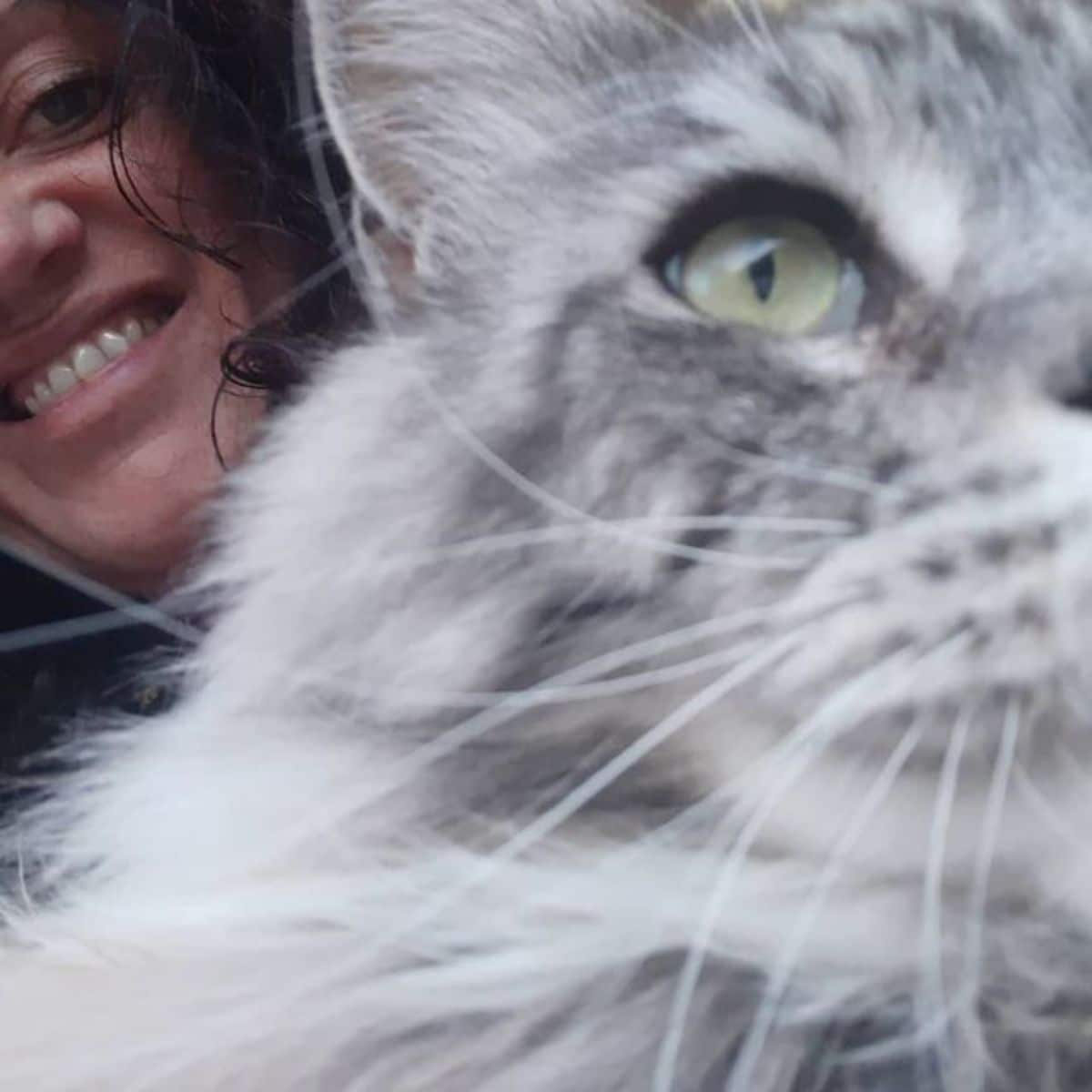 A silver maine coon photobombing a owner's selfie.