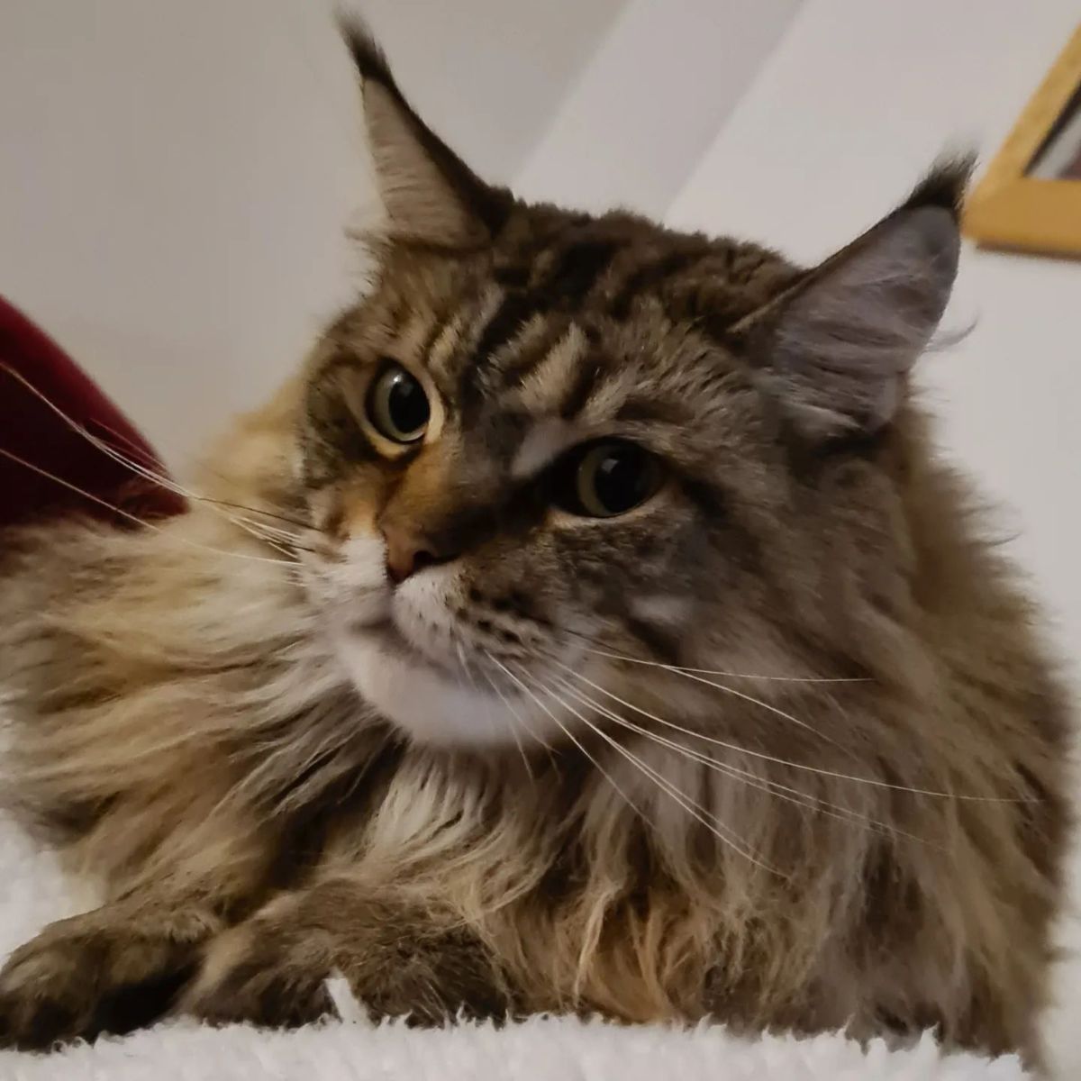 A flufy tabby maine coon lying on a white blanket.