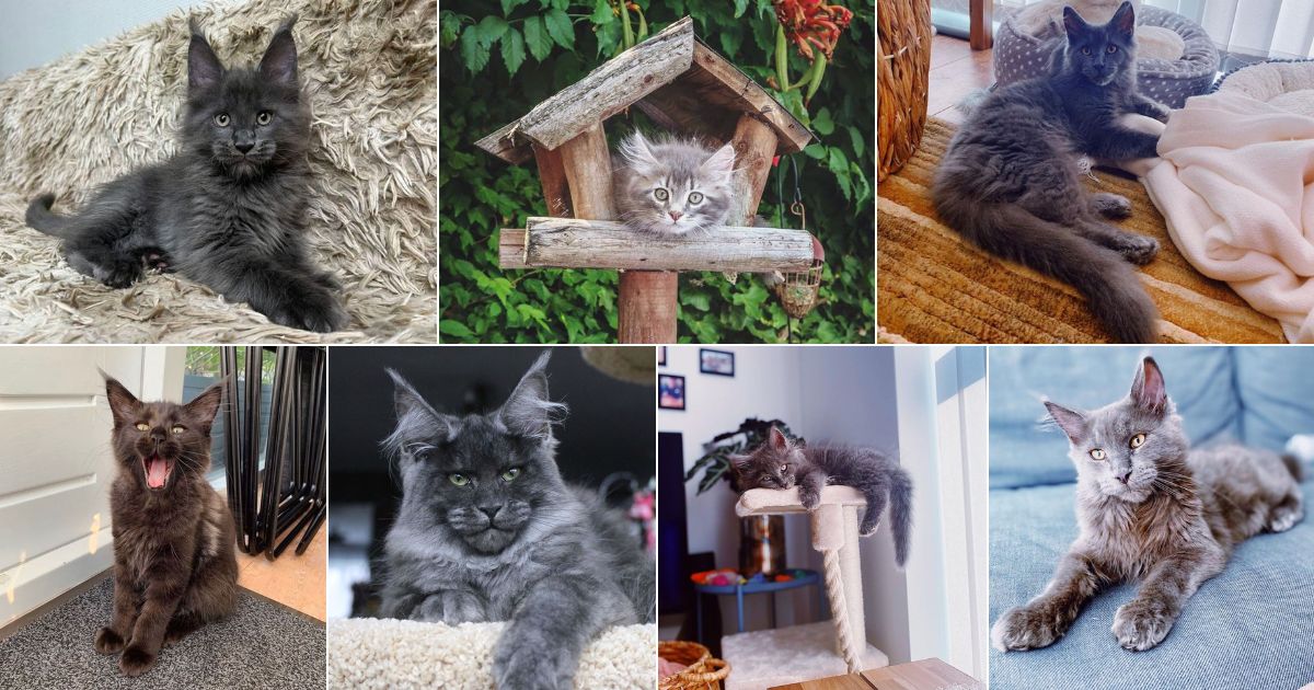 11 Adorable Pictures of Baby Gray Maine Coons facebook image.