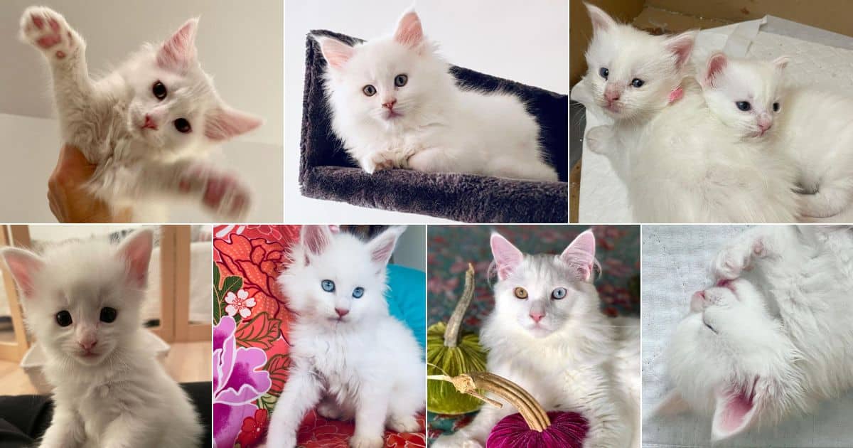 11 Baby White Maine Coons That Deserve an "Awww" facebook image.