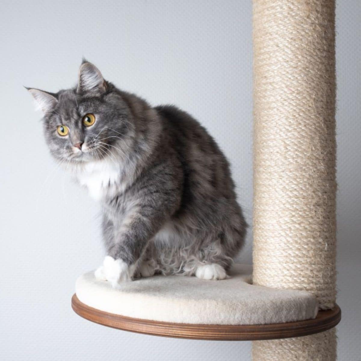 Best Maine Coon Cat Beds - MaineCoon.org