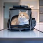 A cream-white maine coon in a pet carrier.