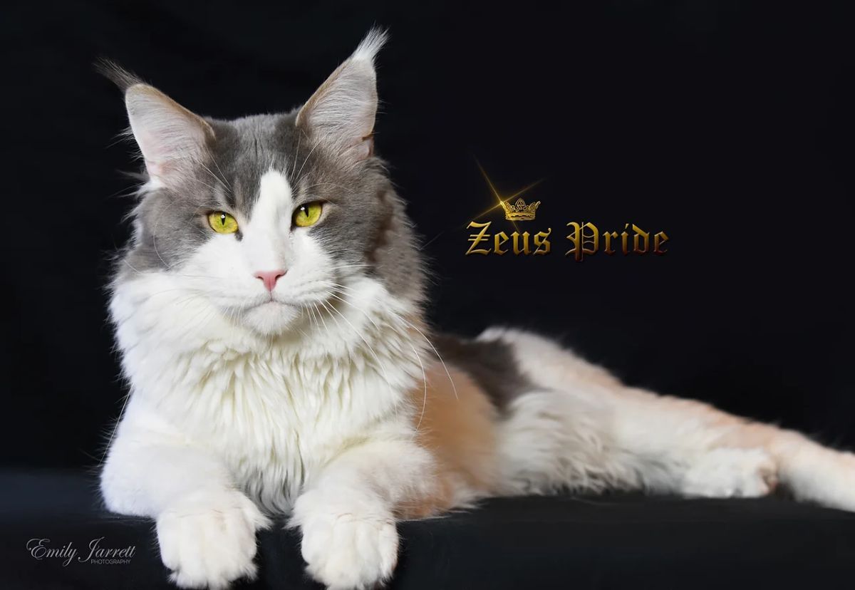 A white-gray-brown maine coon on a black background.