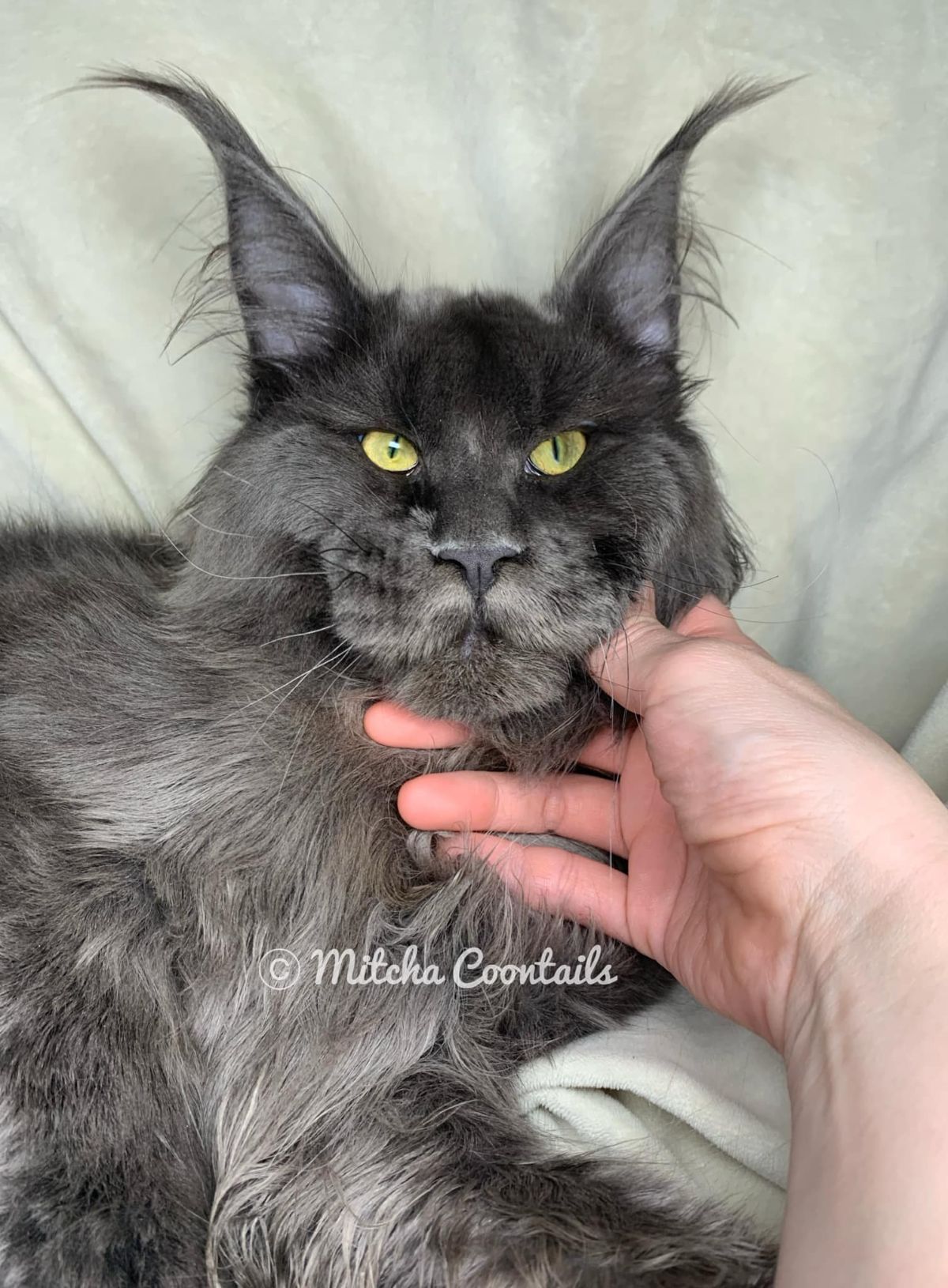 A hand touching  a beautiful blue maine coon.