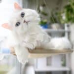 A beautiful white cat with blue eyes relaxing on a cat window bed.