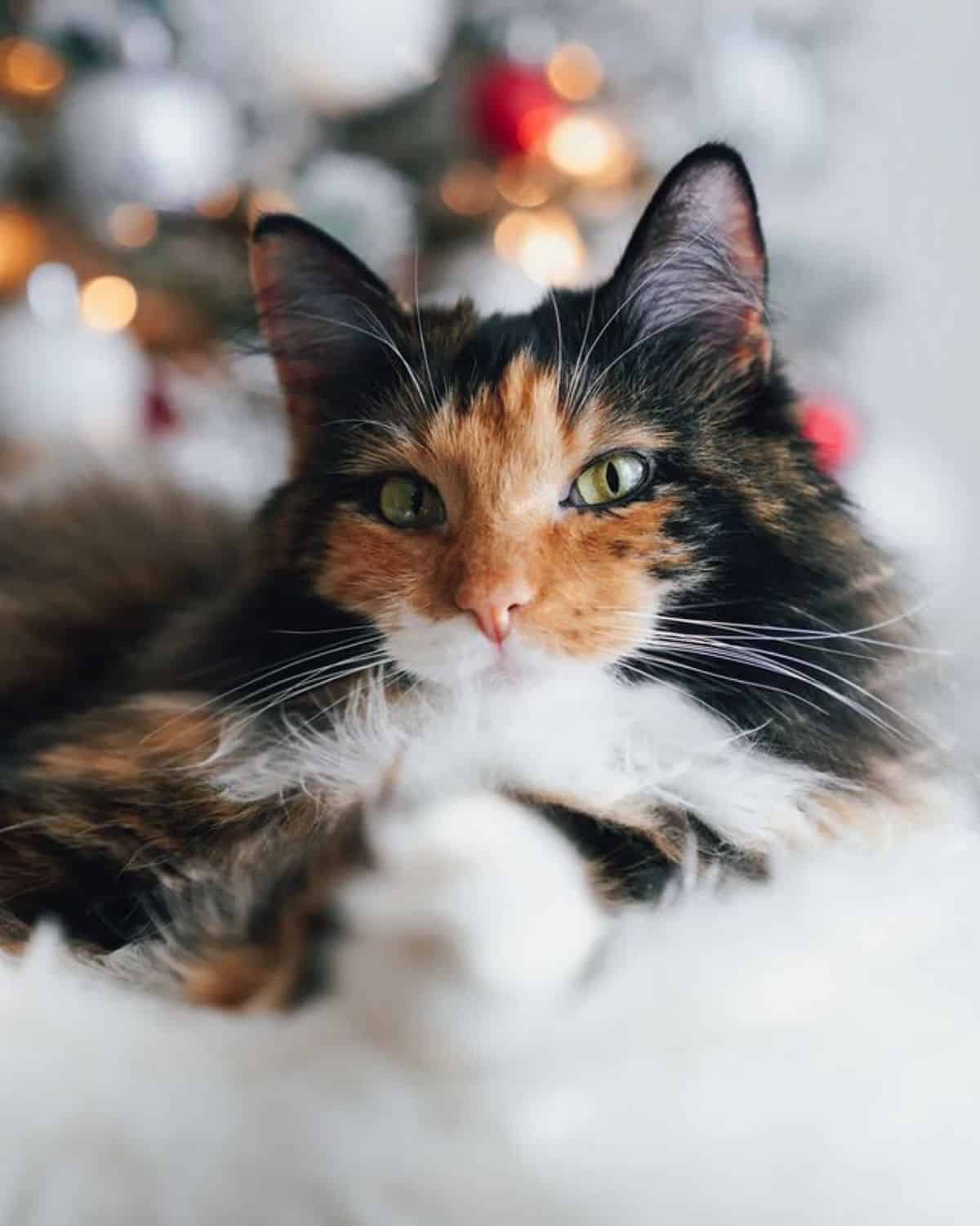 A close-up of a beautiful calico maine coon lying on a white fur.