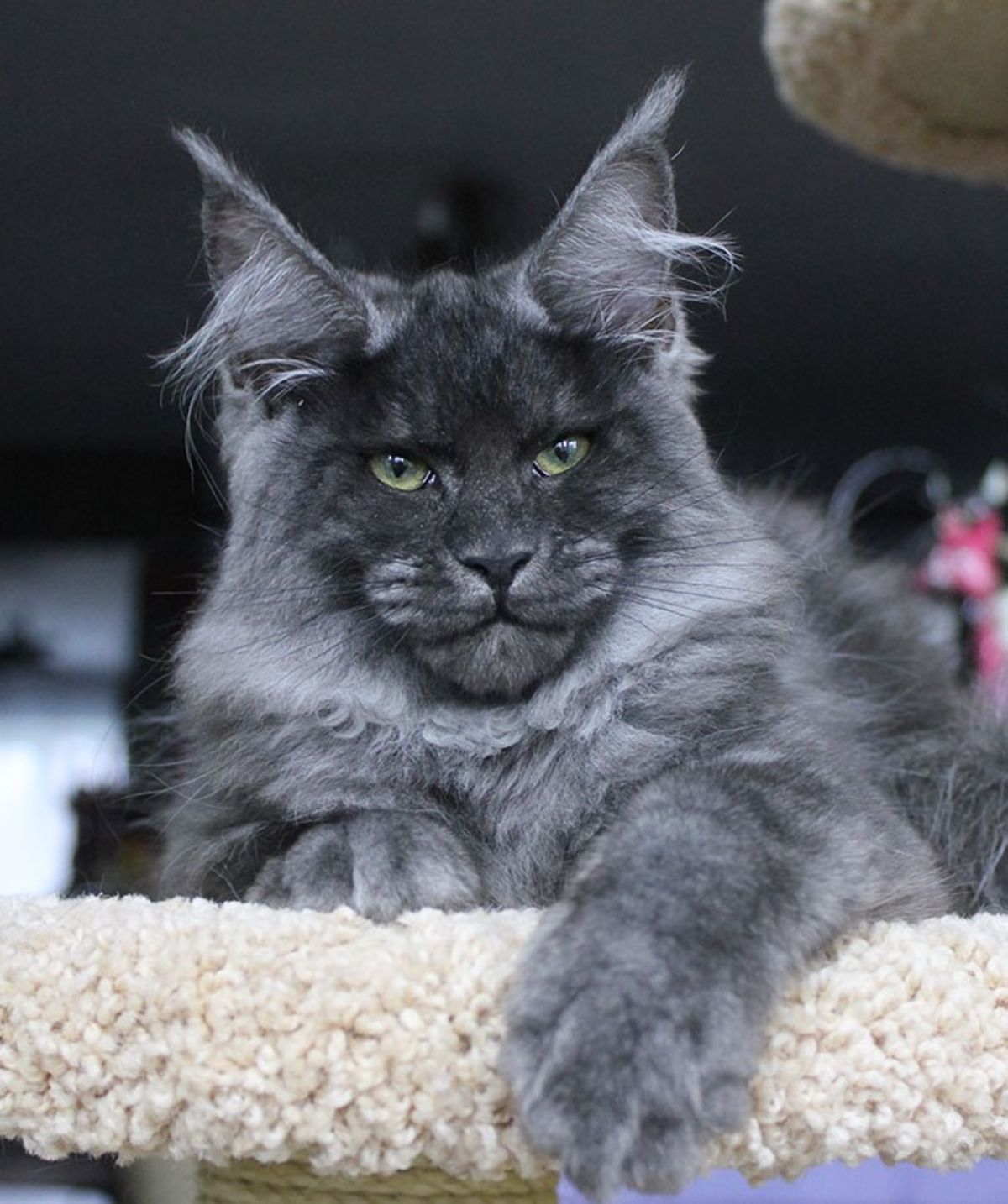 A beautiful gray maine coon lying on a cat tree.