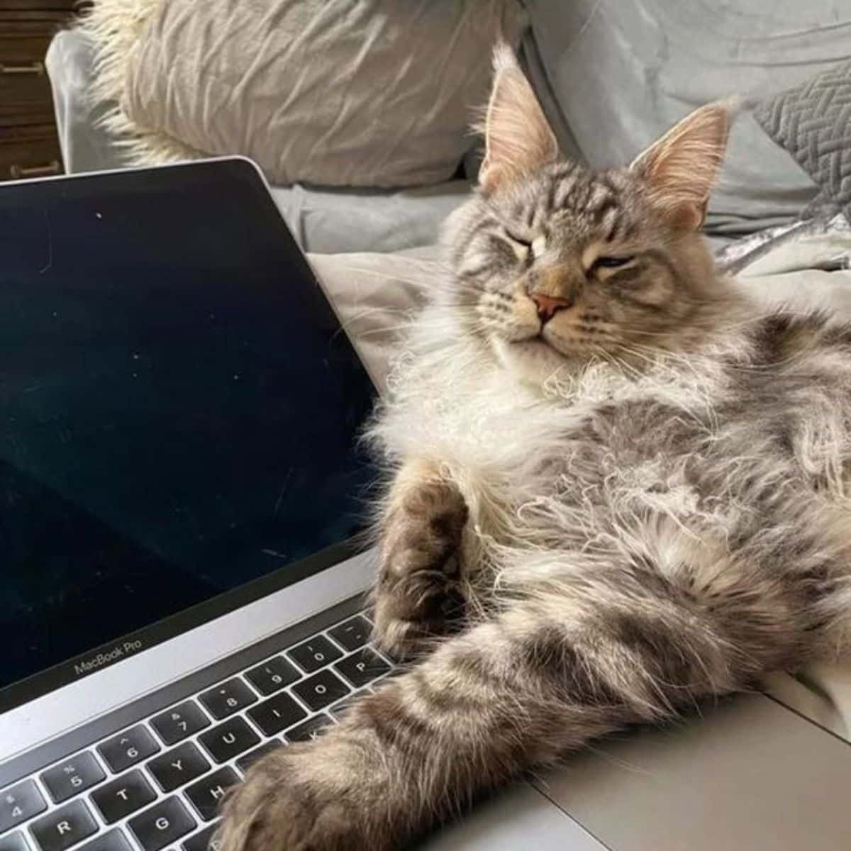A silver-tabby maine coon sleeping on a couch with paws on a notebook.