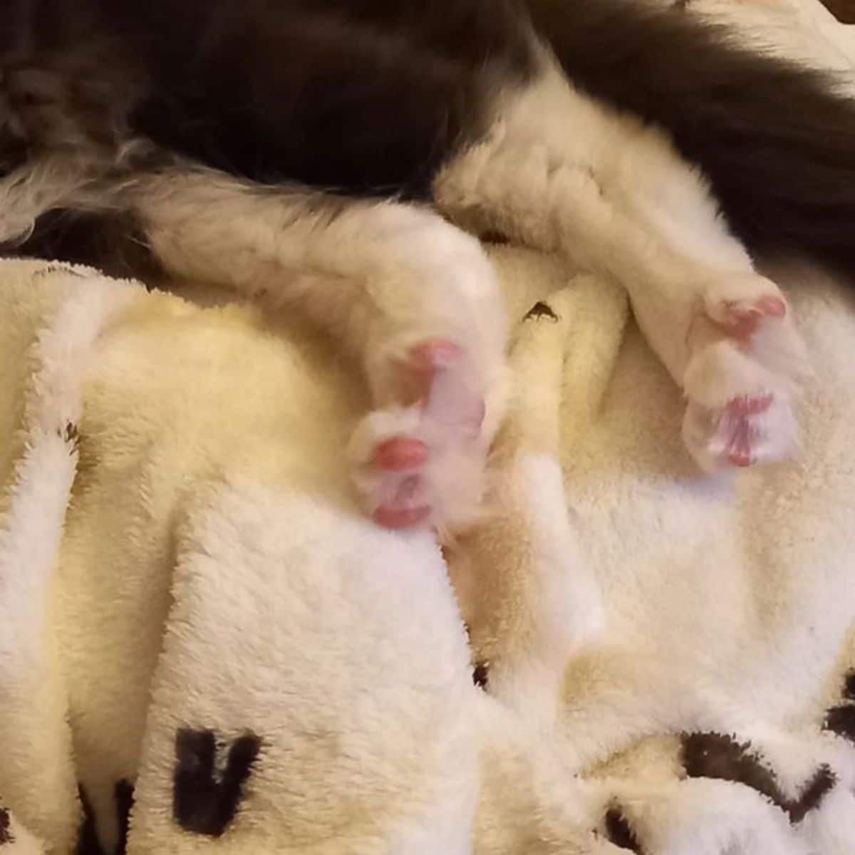A close-up of cute maine coon paws on a blanket.