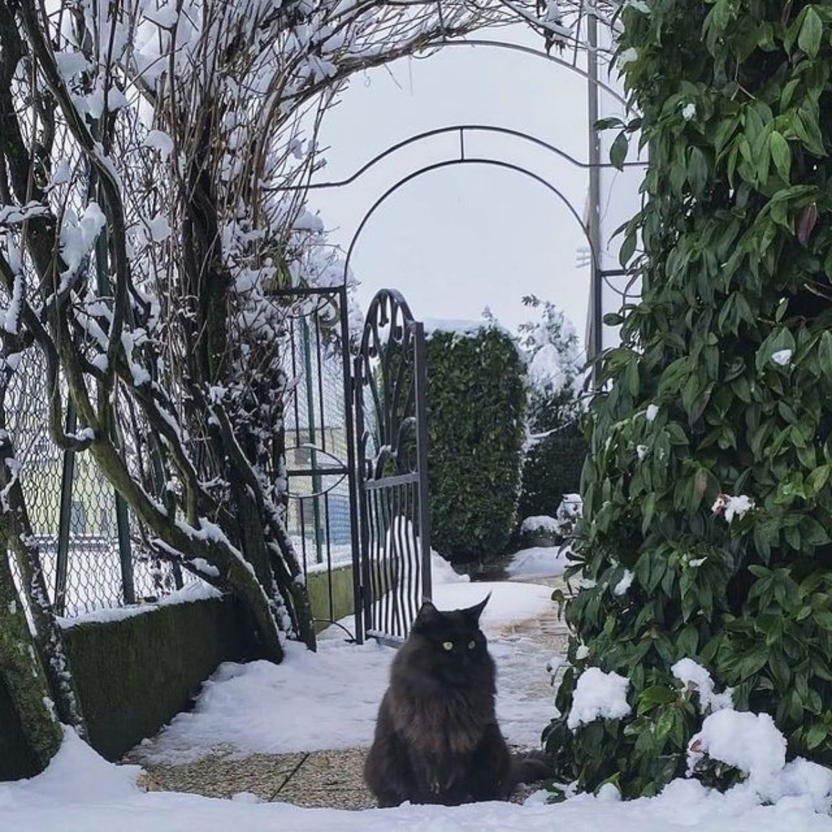 A black fluffy maine coon sitting on a pavement partially covered by snow.