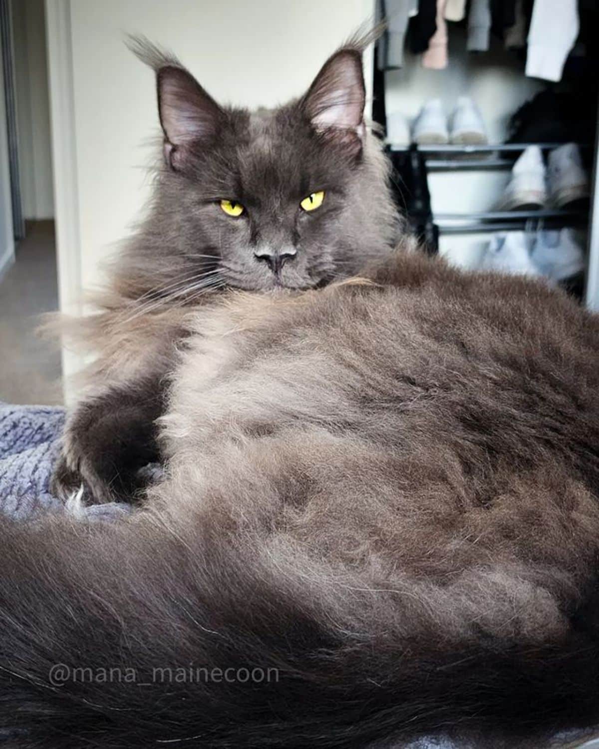 A fluffy gray maine coon with yellow eyes lying on a bed.
