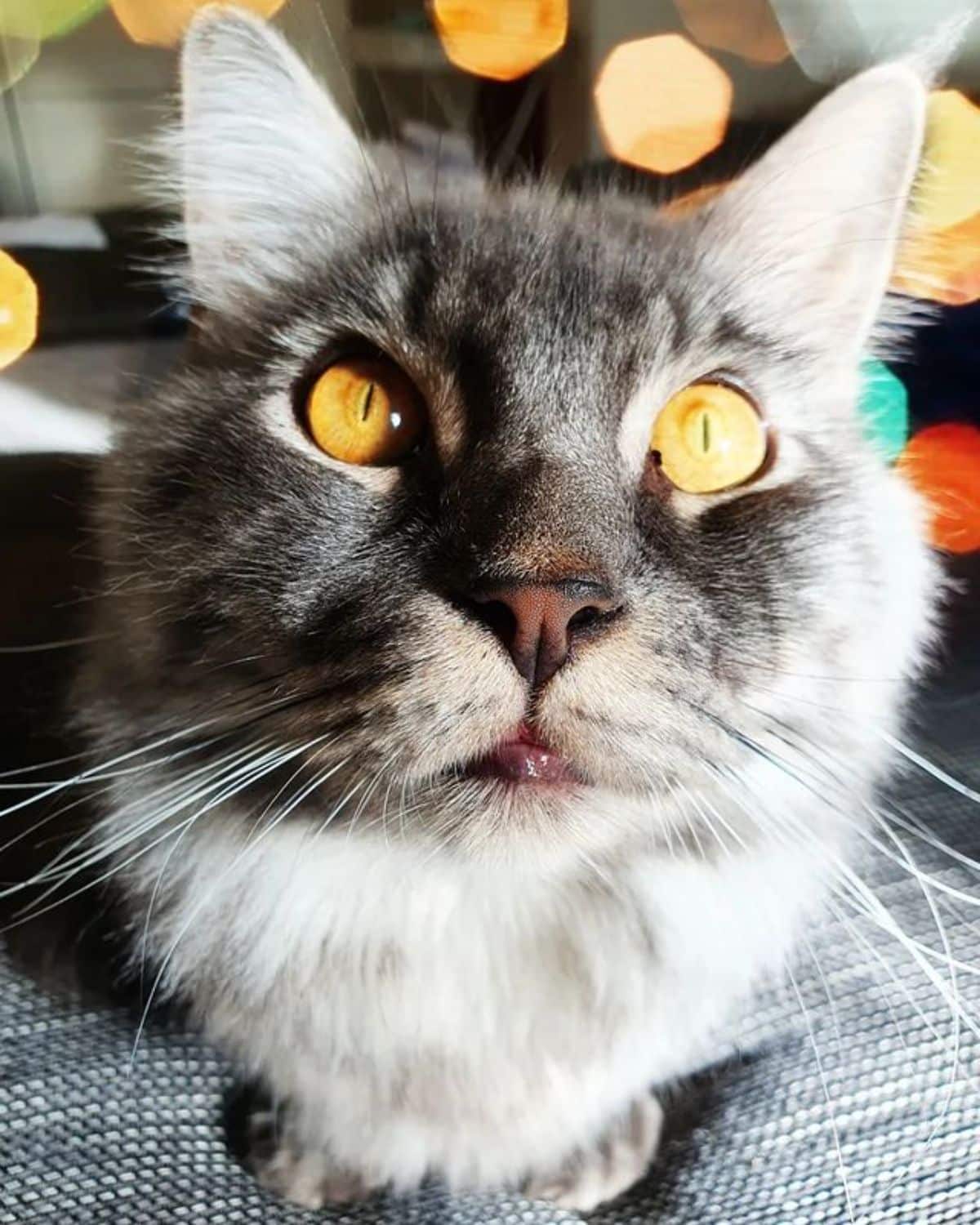 A close-up of a gray maine coon with golden eyes.