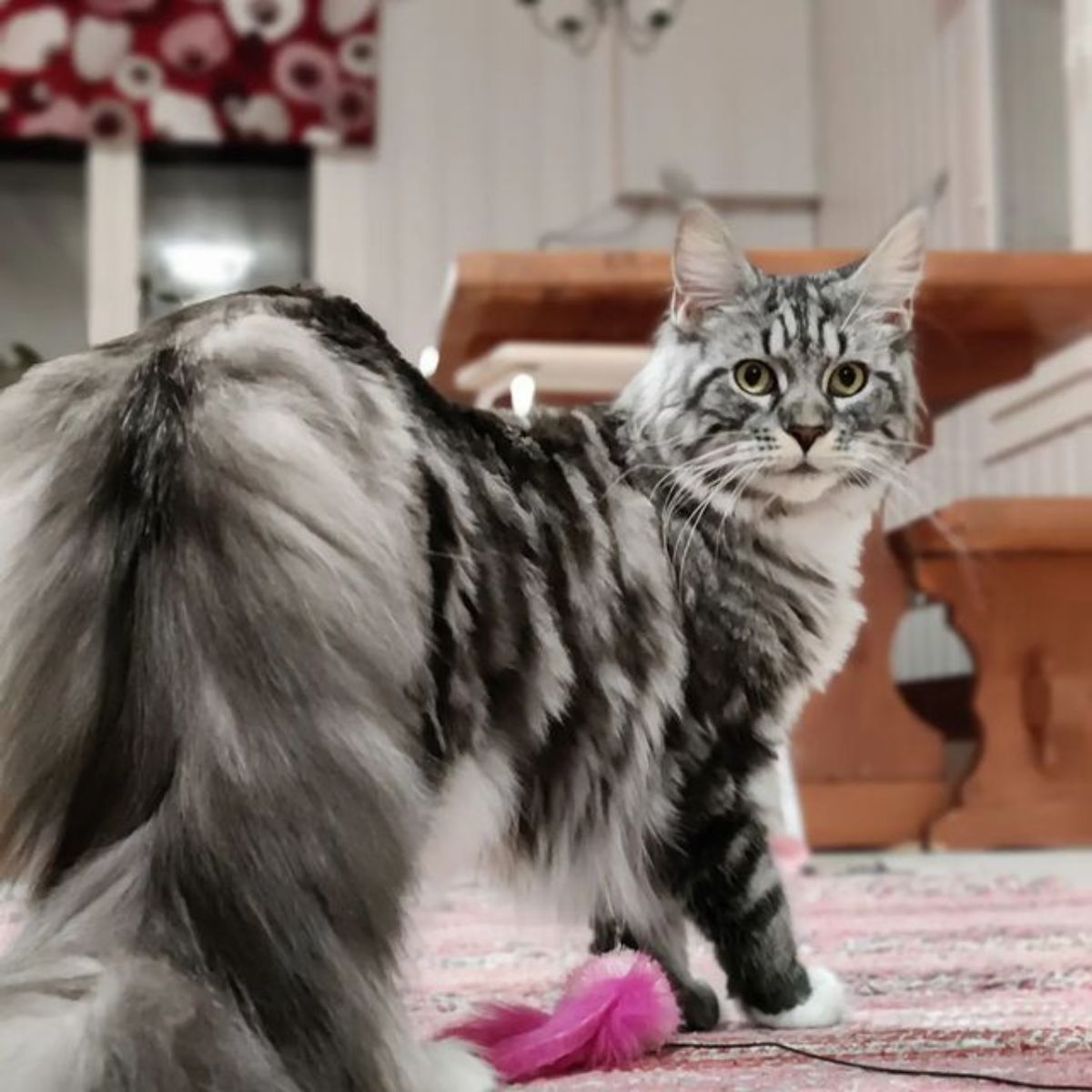 A silver tabby maine coon standing on a carpet near a cat toy.