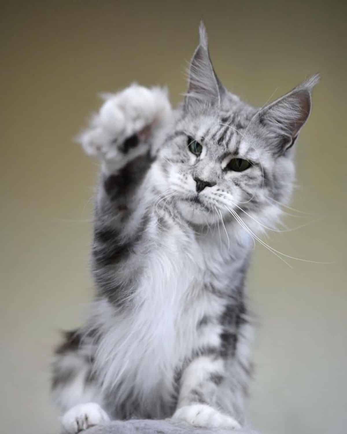 A silver maine coon kiiten sitting on a cat tree with a paw out.