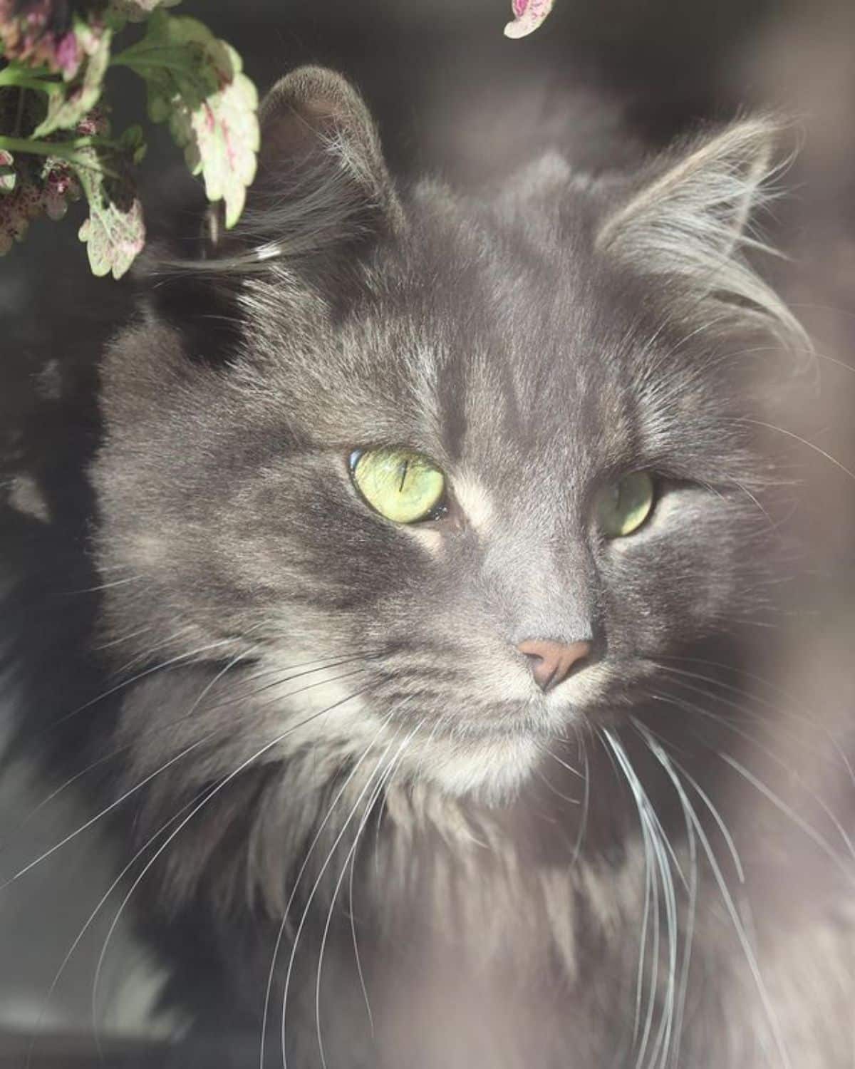 A close-up of a gray maine coon head with green eyes.