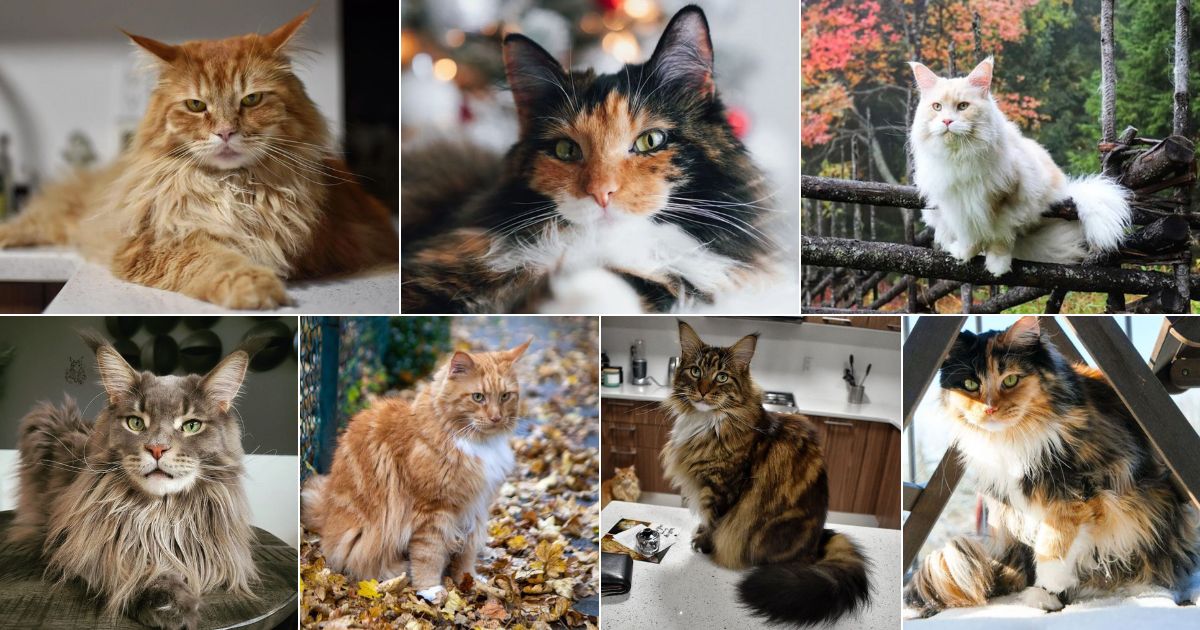 11 Rare Tri-Colored Maine Coon Cats (Instagram Famous) facebook image.