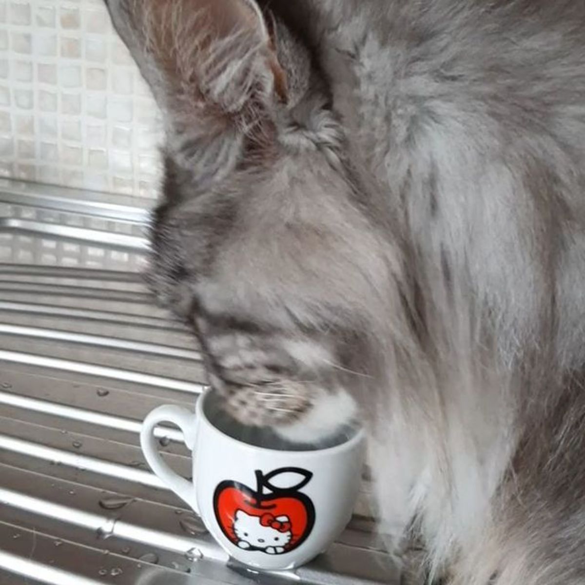 A silver maine coon drinking water from a small cup.