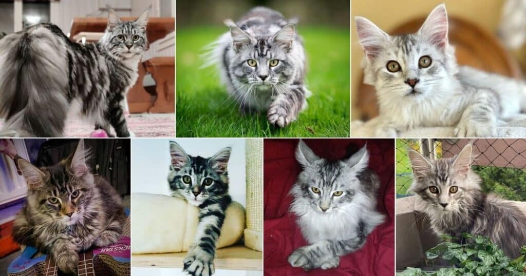 11 Silver Tabby Pattern Maine Coons (Adorable)