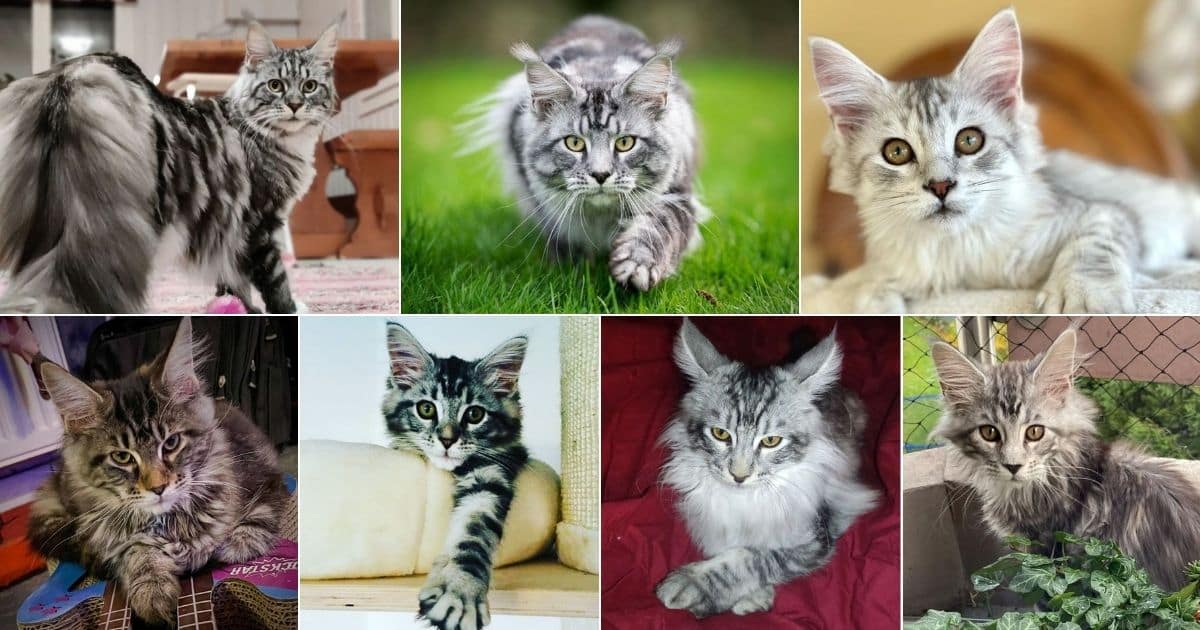 11 Silver Tabby Pattern Maine Coons (Adorable) facebook image.