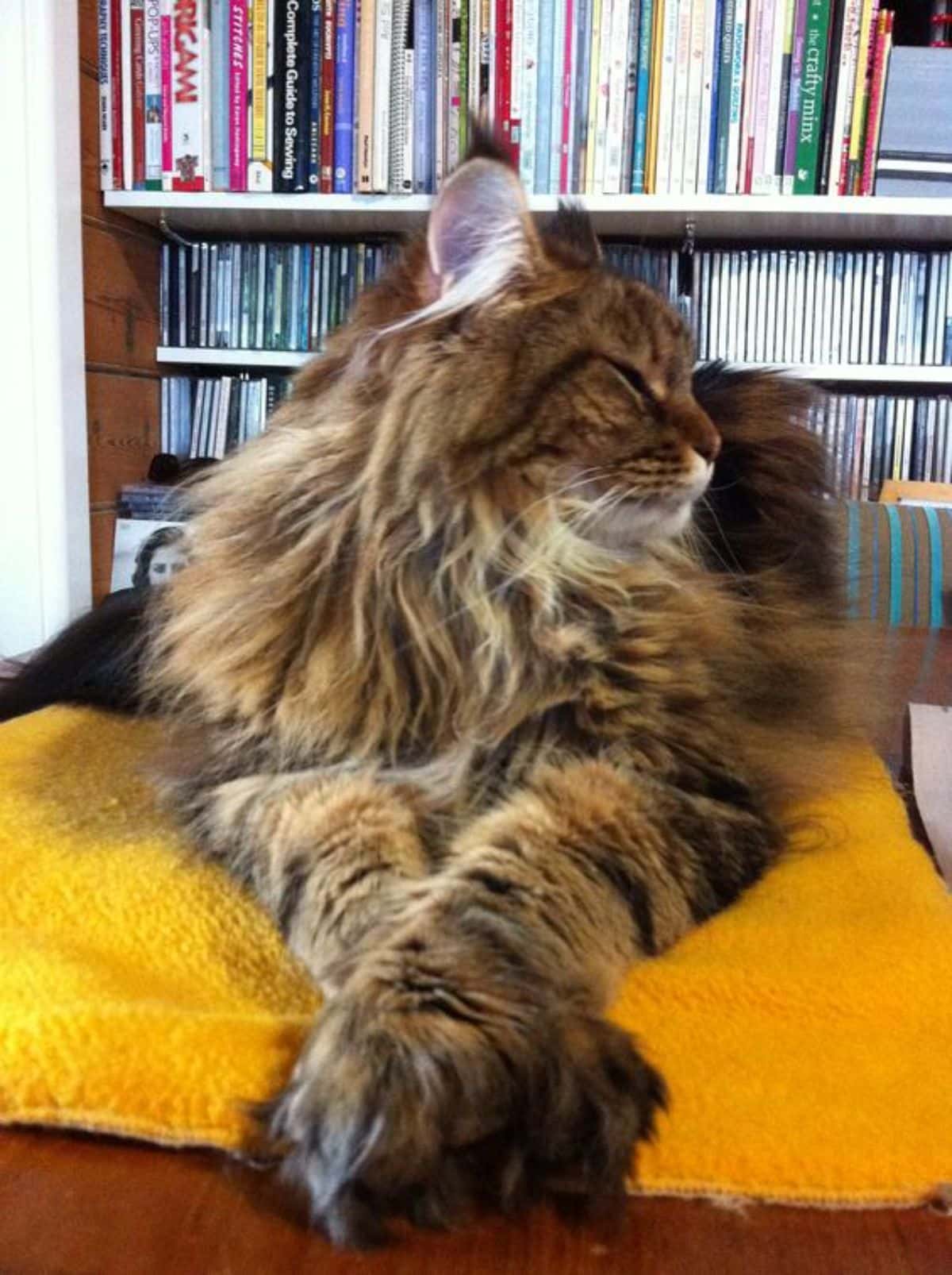 A fluffy tabby maine coon lying on a yellow blanket in a library.