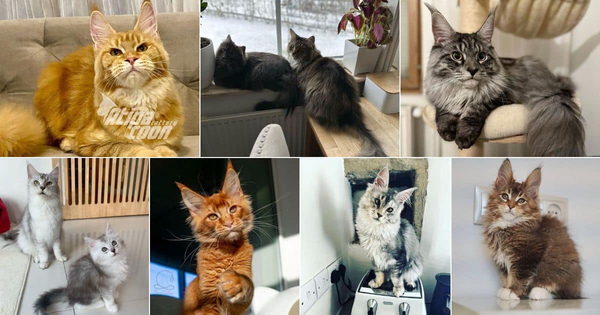 11 Ticked Tabby Pattern Maine Coons (Cute Photos!) facebook image.