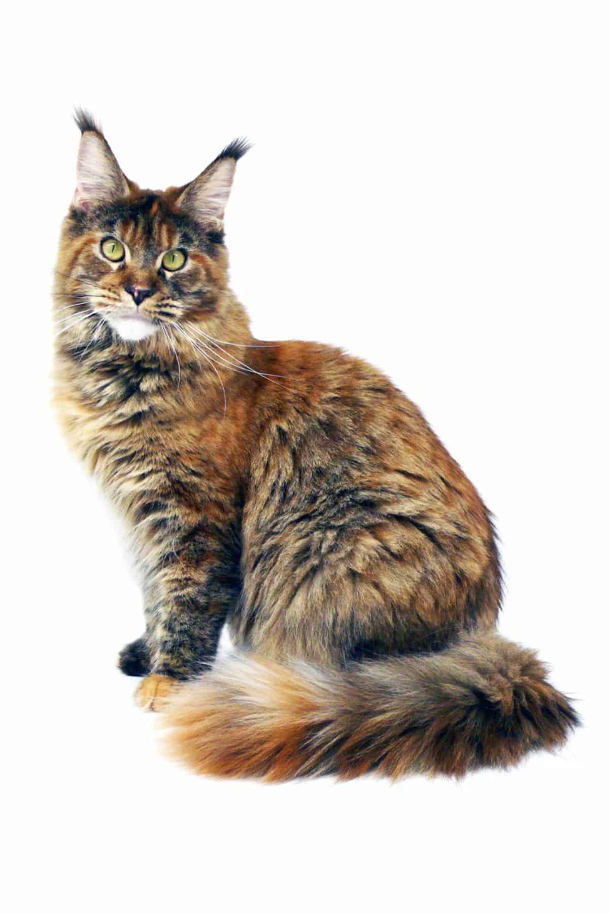 A fluffy brown maine coon on a white background.