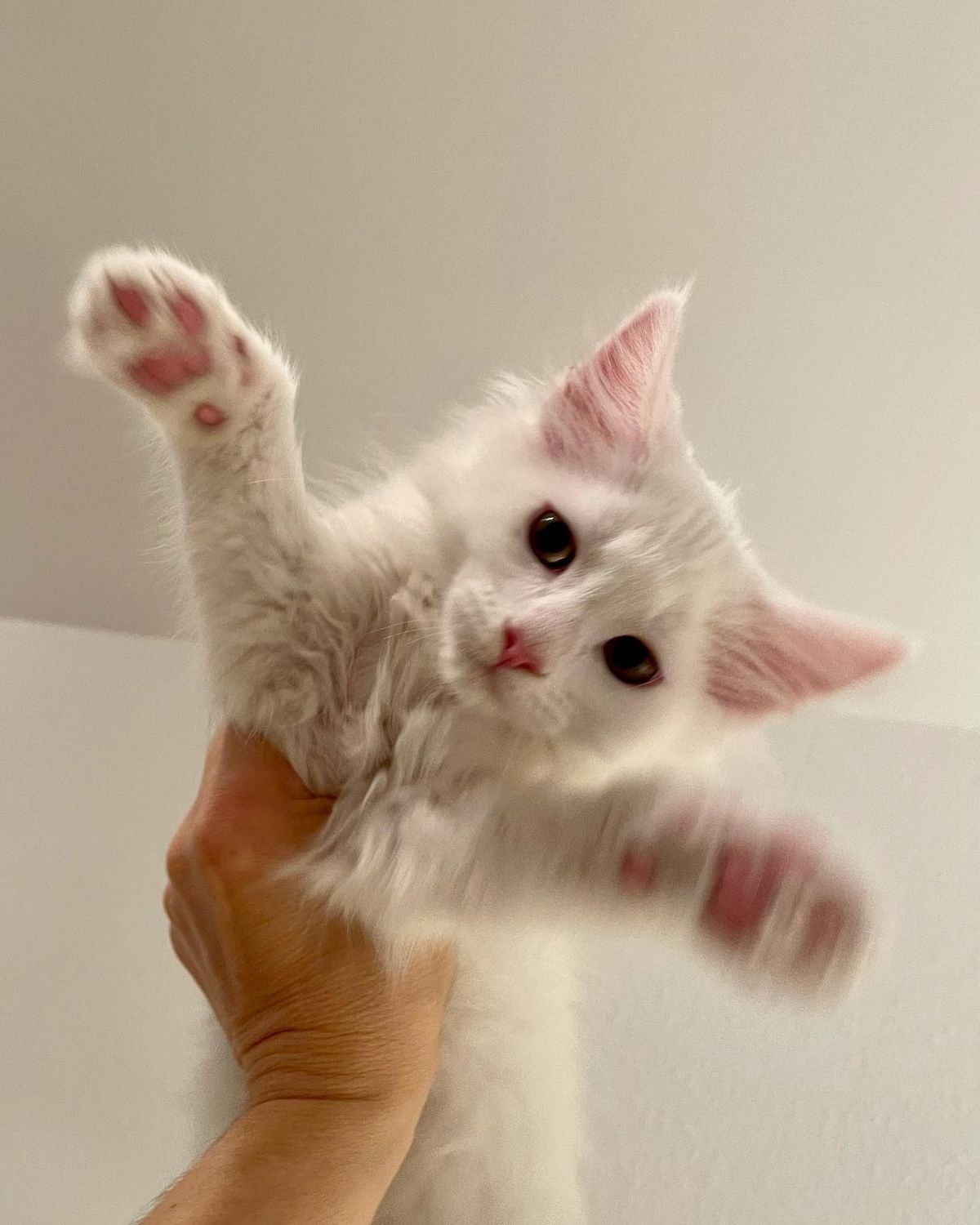 A hand holding a cute white maine coon kitten in teh air.