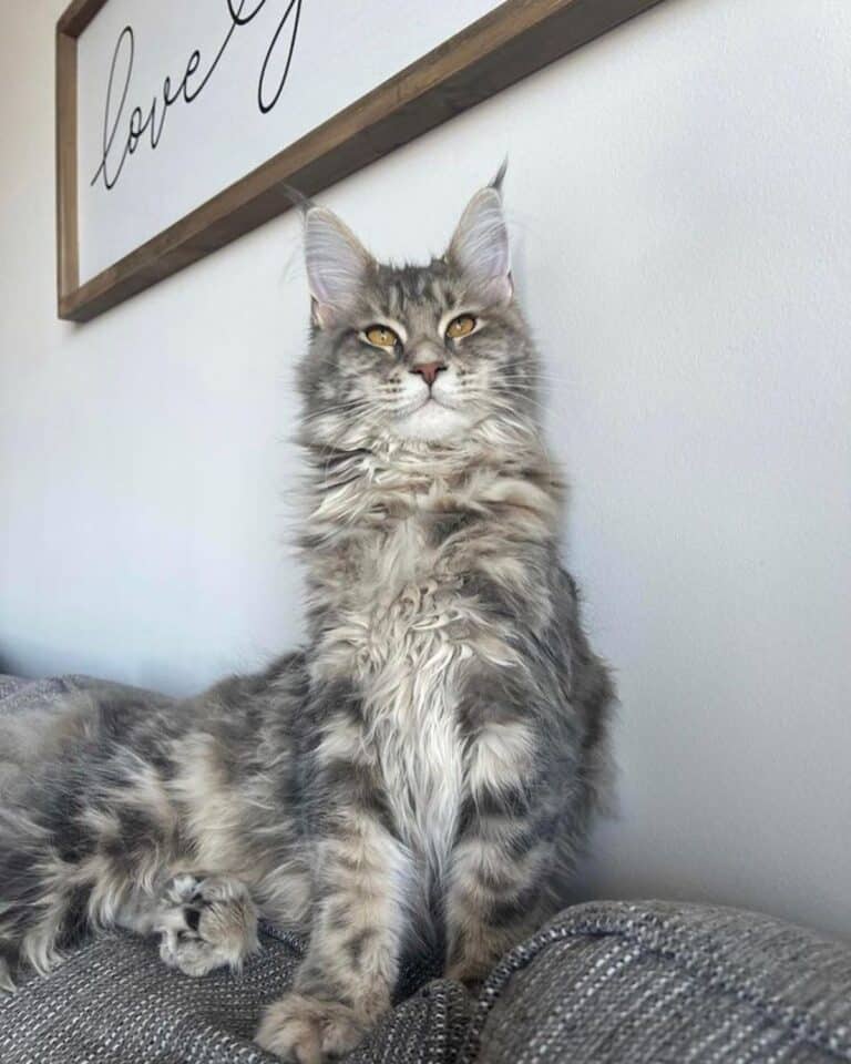 27 Majestic Blue Maine Coons You’ll Love - MaineCoon.org