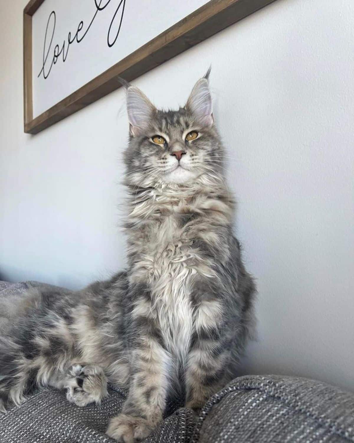 A tabby silver maine coon sitting on the top of a couch.