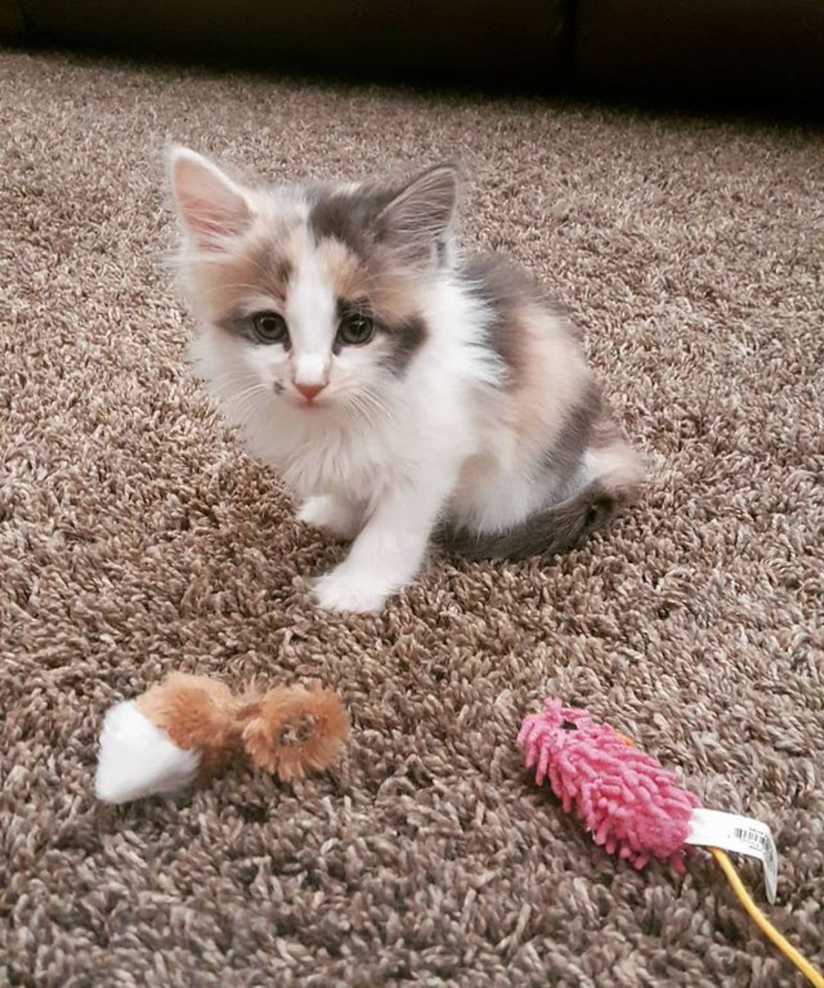 A fluffy calico maine coon kitten sitting on a carpet near cat toys.