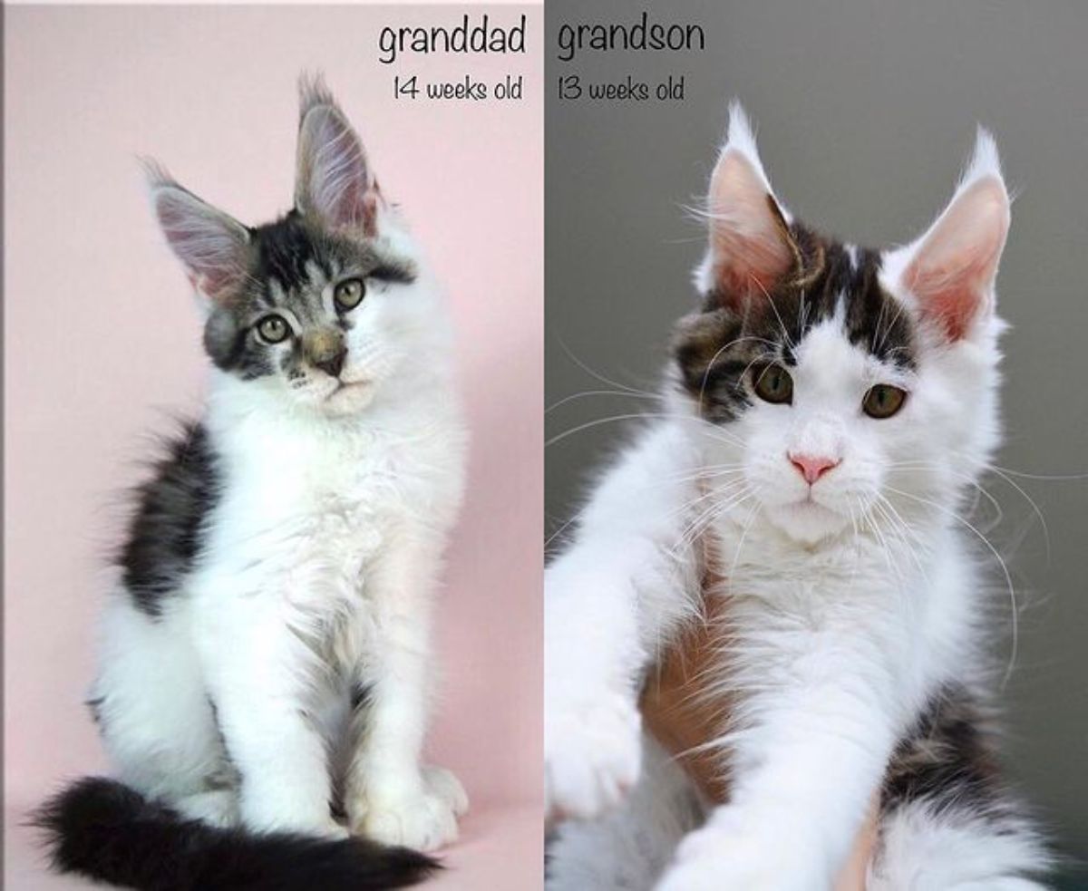 Two images of white-black maine coon kitten.