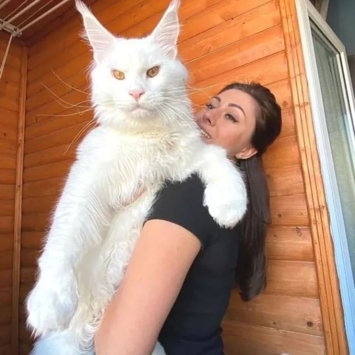 A young woman holding a huge white maine coon with yellow eyes.