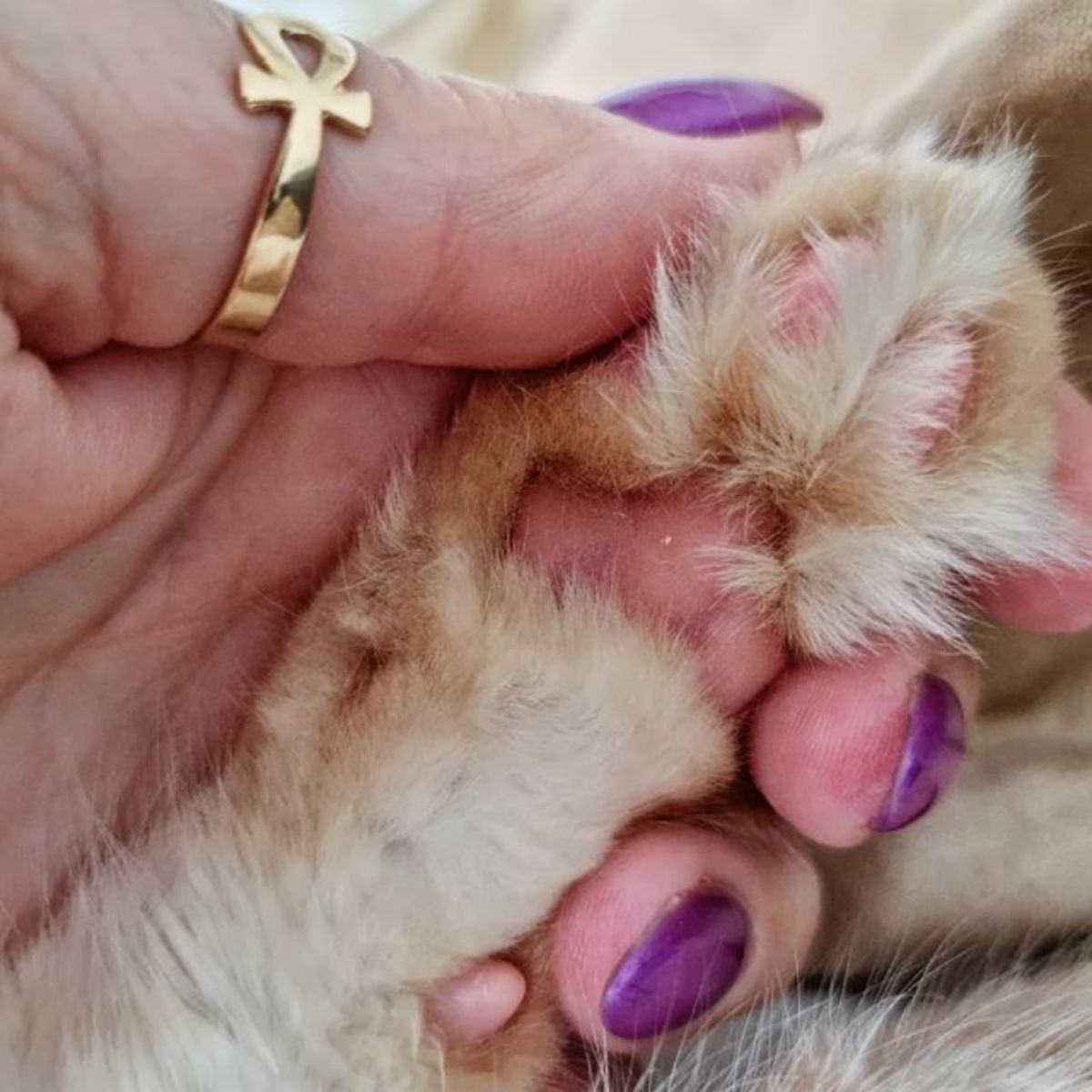A hand with a ring holding a maine coon paw.