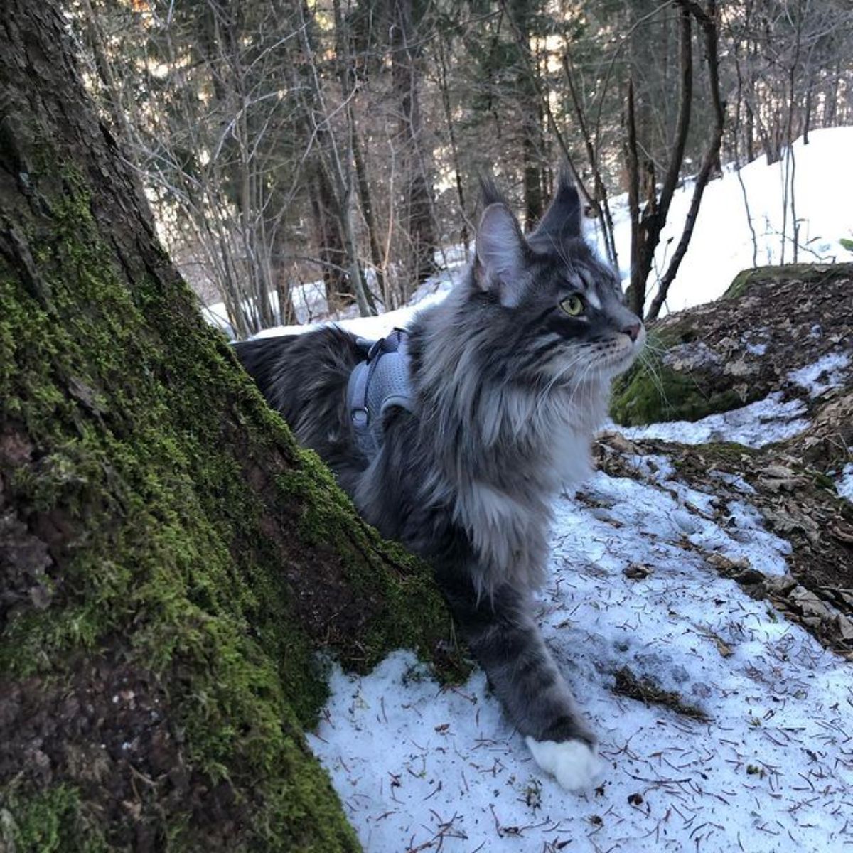 A gray maine coon walking in a forest during the winter.