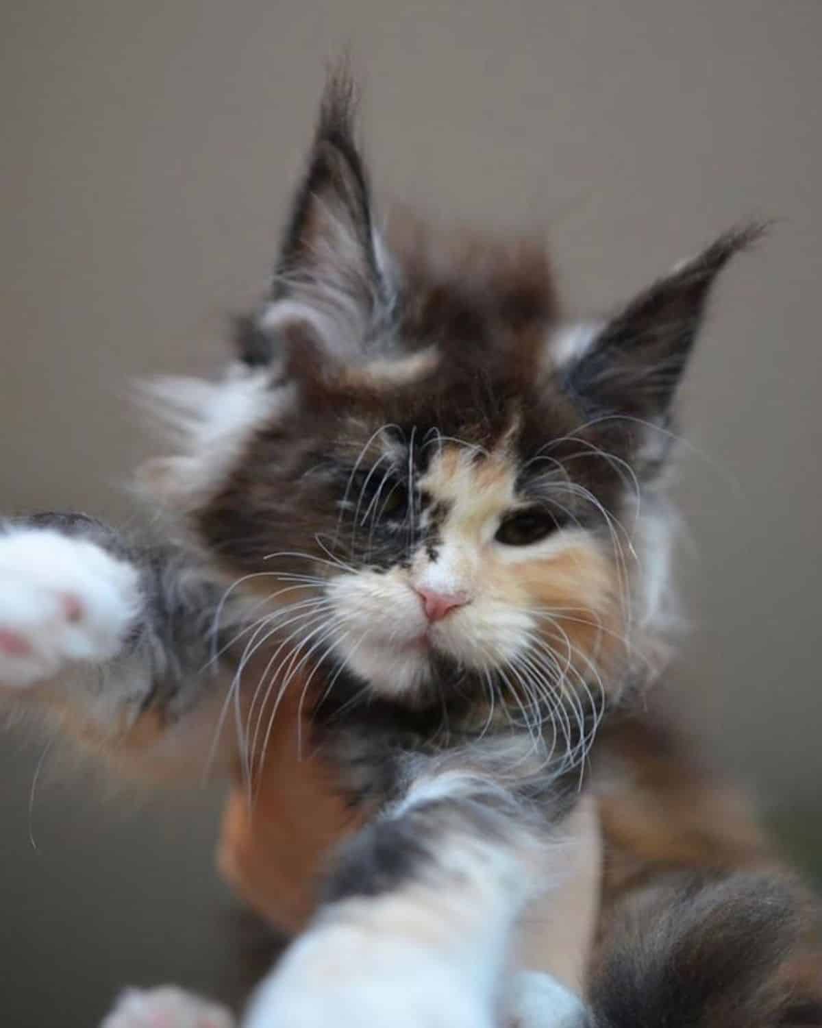 A hand holding a fuzzy calico maine coon kitten.