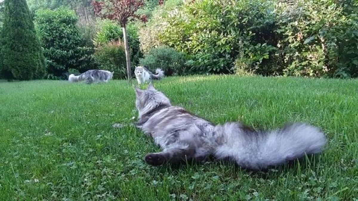 Three silver maine coon playing on a green lawn.