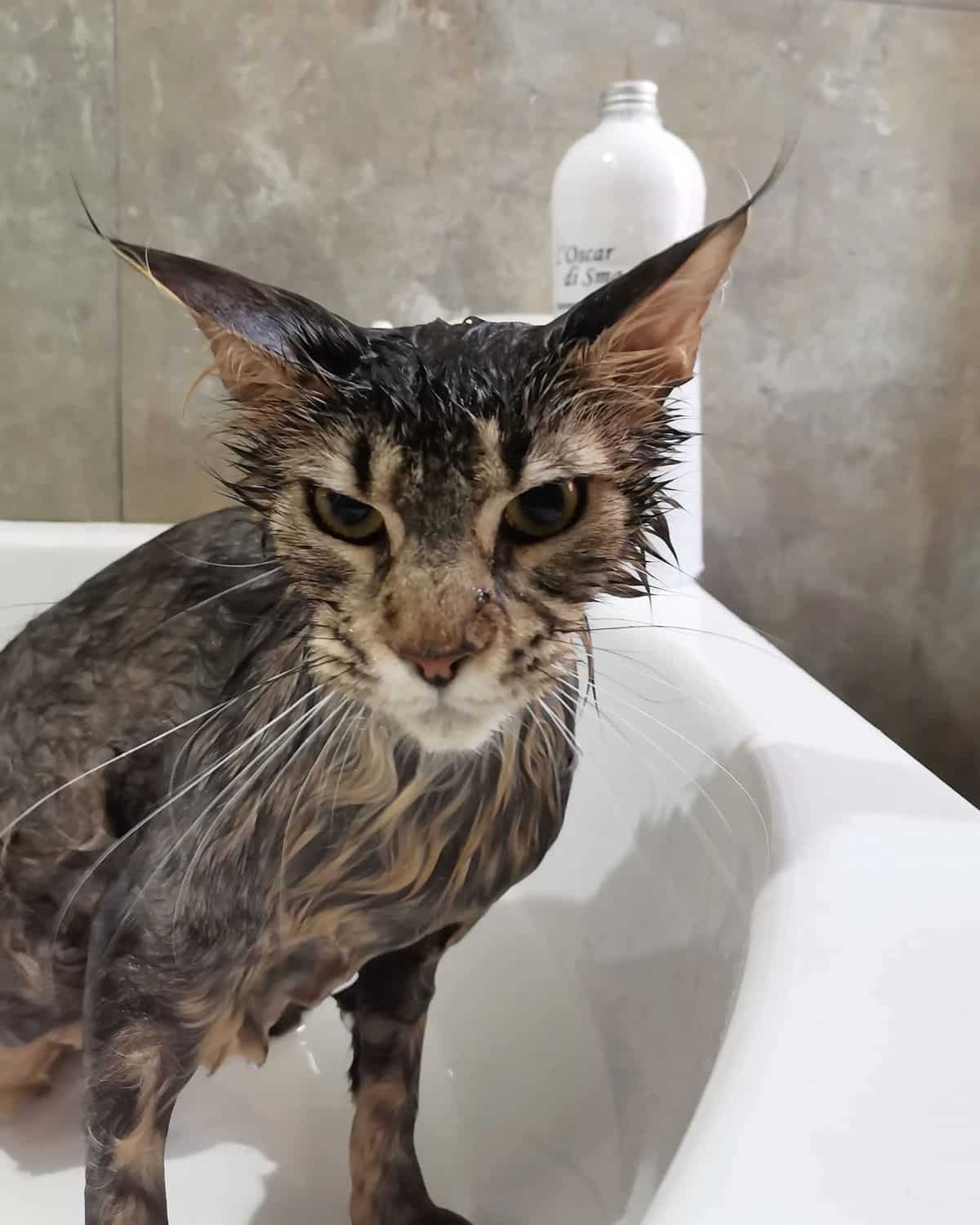 An angry-looking tabby maine coon taking a bath.