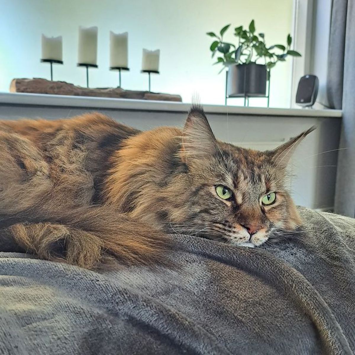 A beautiful brown maine coon lying on a gray blanket.