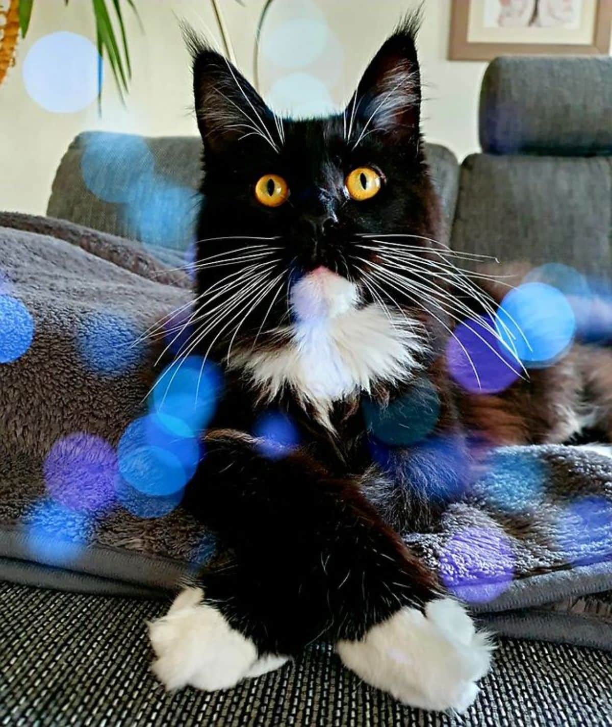 A tuxedo maine coon with golden eyes lying on a couch.