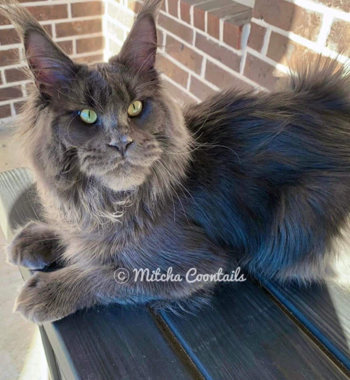A beautiful blue maine coon lying on a wooden table.