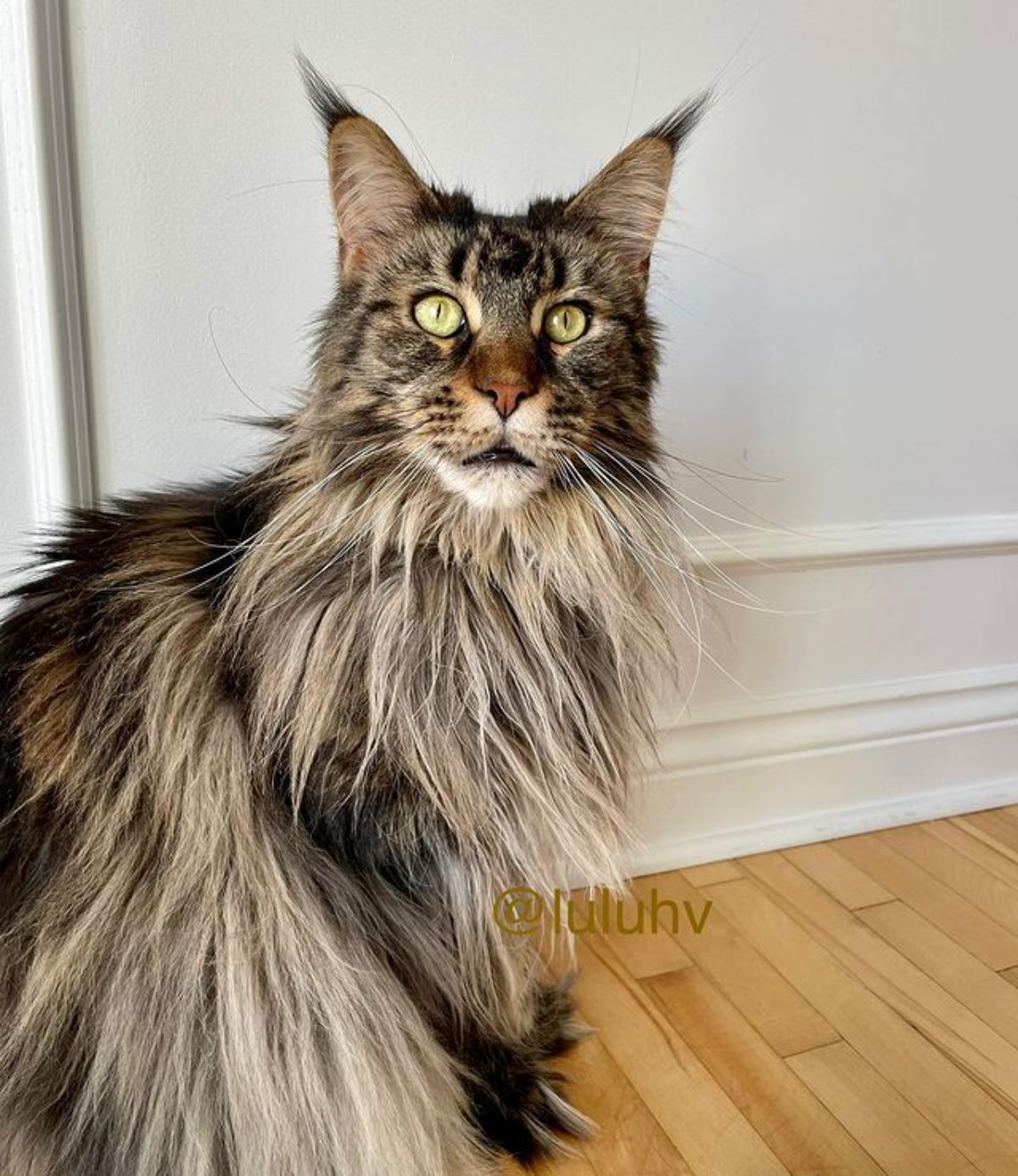 A fluffy gray maine coon sitting on a floor.