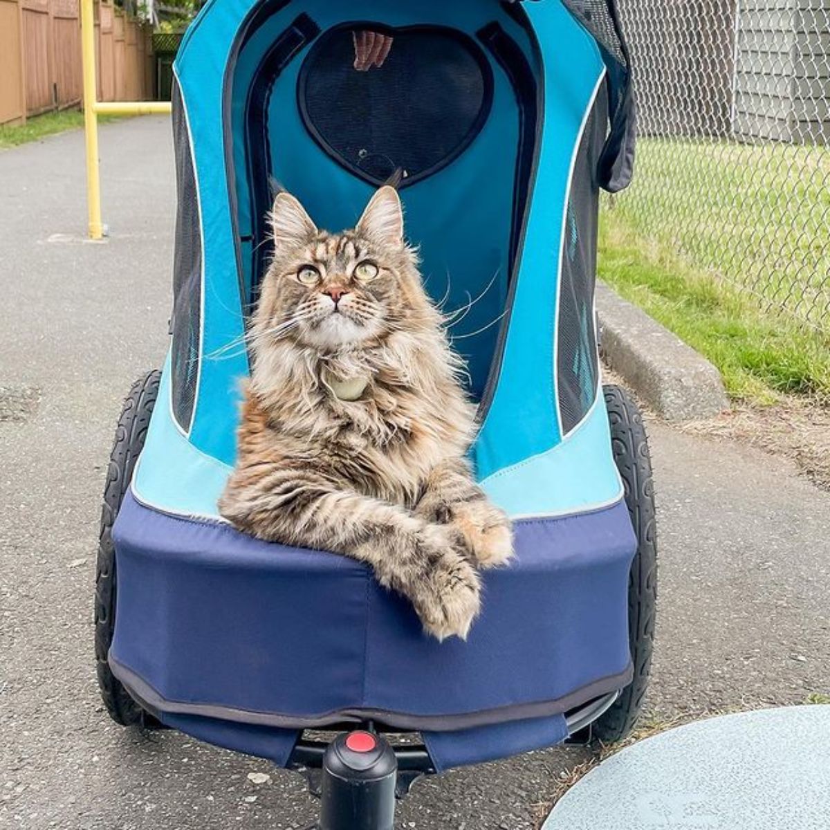 A brown tabby maine coon sitting in a cat cart.