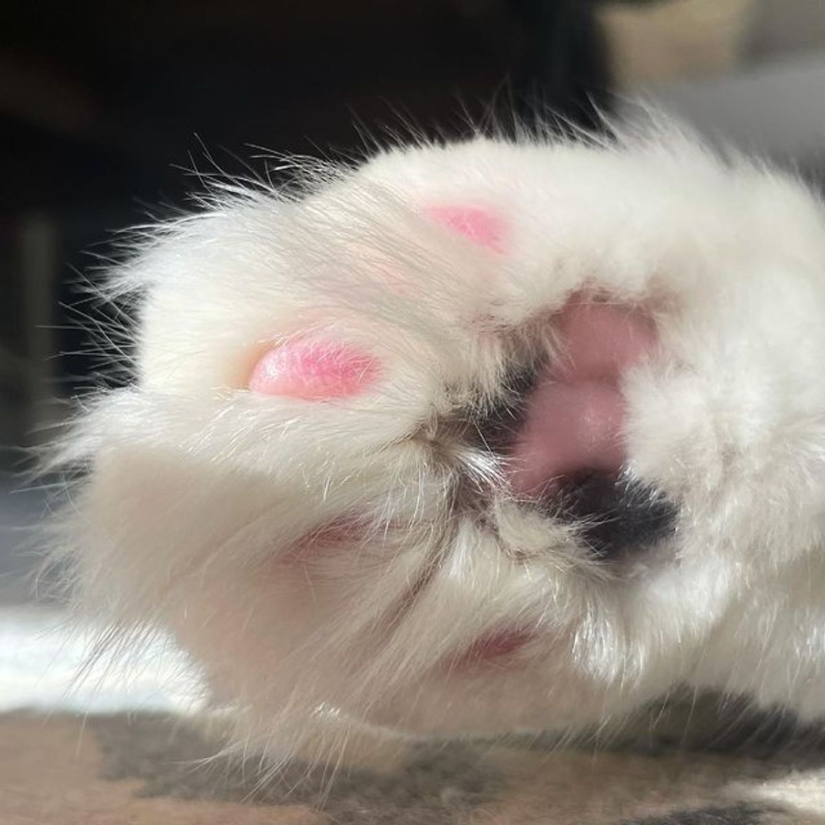 A close-up of a maine coon paw.