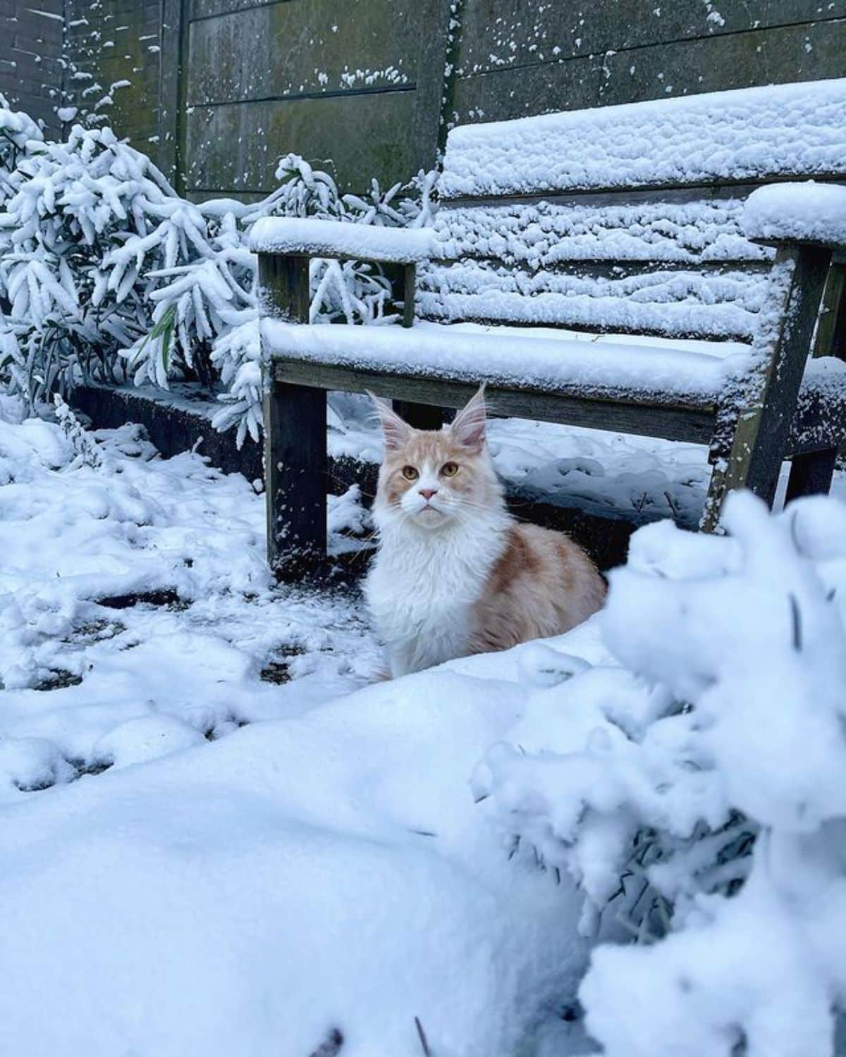 A white-cream maine coon sitting in a backyard covered by snow.